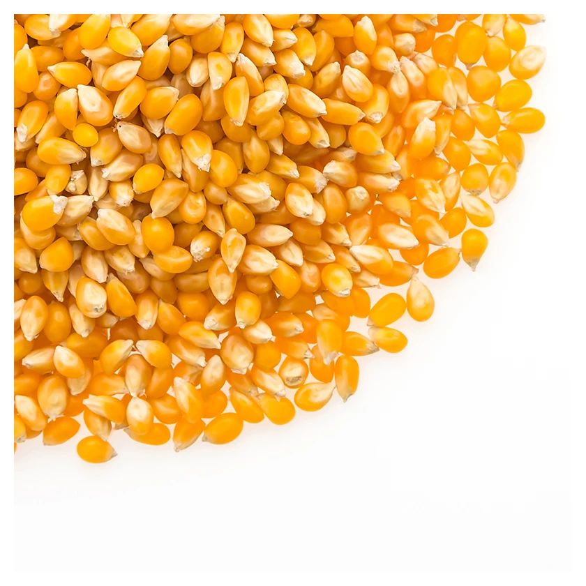 Ядра попкорна, оптовая продажа, дешевая 100% натуральная упаковка, ведро для пищевых продуктов, пакетированные ядра кукурузы, желтый сладкий попкорн для продажи