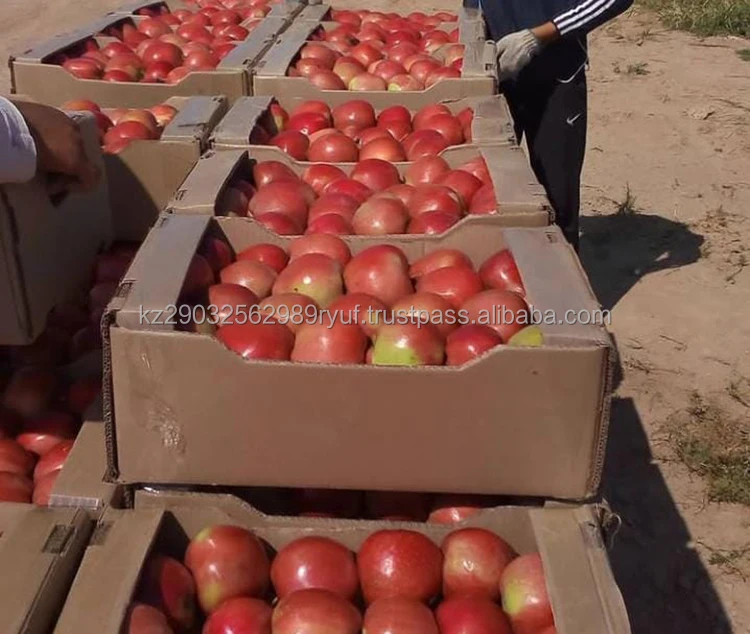 Natural apples are perfectly stored and remain juicy and fresh for a long time neat regular shape
