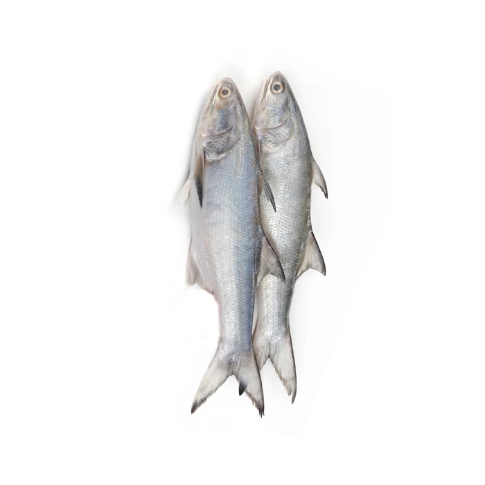 factory price fresh fish Frozen Salmon Fish Pink Fresh Salmon