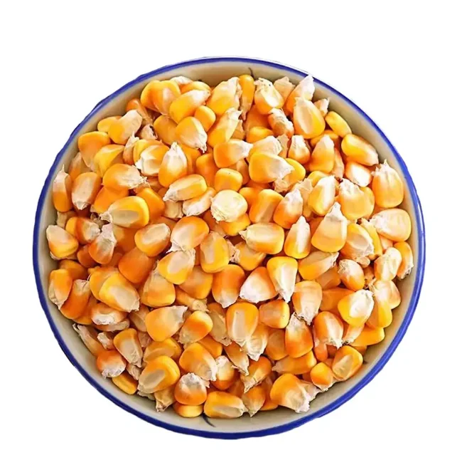 100% Wholesale Factory Price Drier Corn Non GMO Yellow Maize Corn