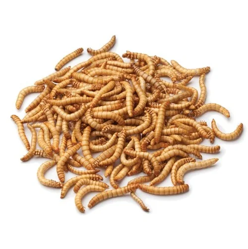 Dried Mealworm Pet Food / General Fish Feeds Fish Food