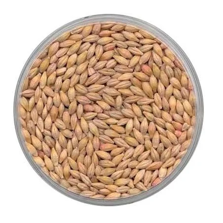 Organic Barley Seeds Hot Selling in Bulk Quantity Price-Effective Malt and Animal Feed Source