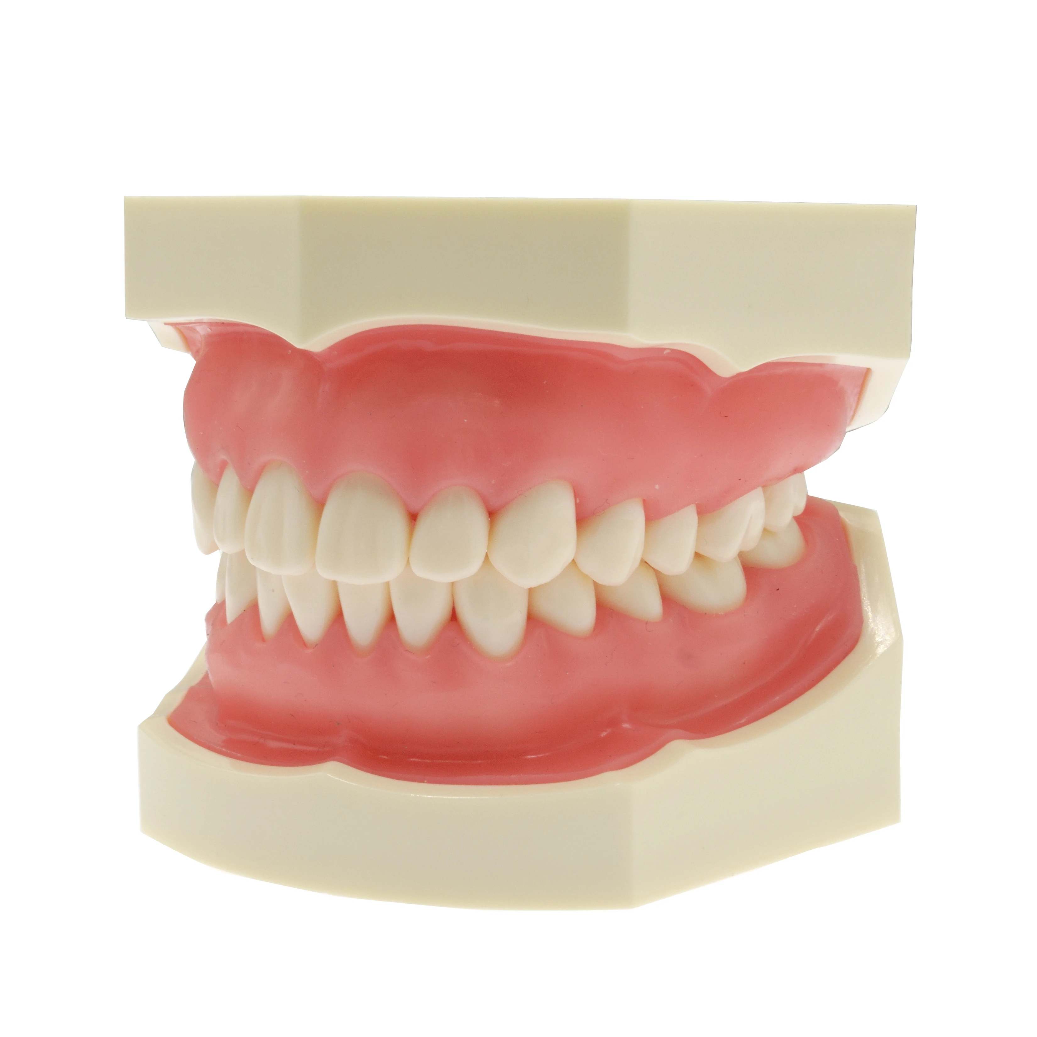 Standard nissin dental model with 32pcs typodont teeth model