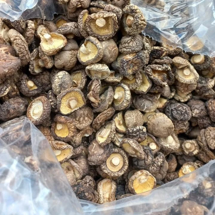 Горячий сушеный гриб шиитаке высочайшего качества от Вьетнама по самой низкой