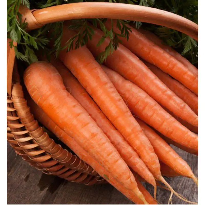 Самая низкая цена на экспорт моркови nantus verity для индийской