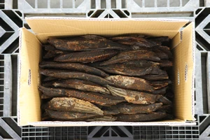 pet food ok Japanese Good Quality Import Dried bonito good for Japanese soup and Additive-free and good for
