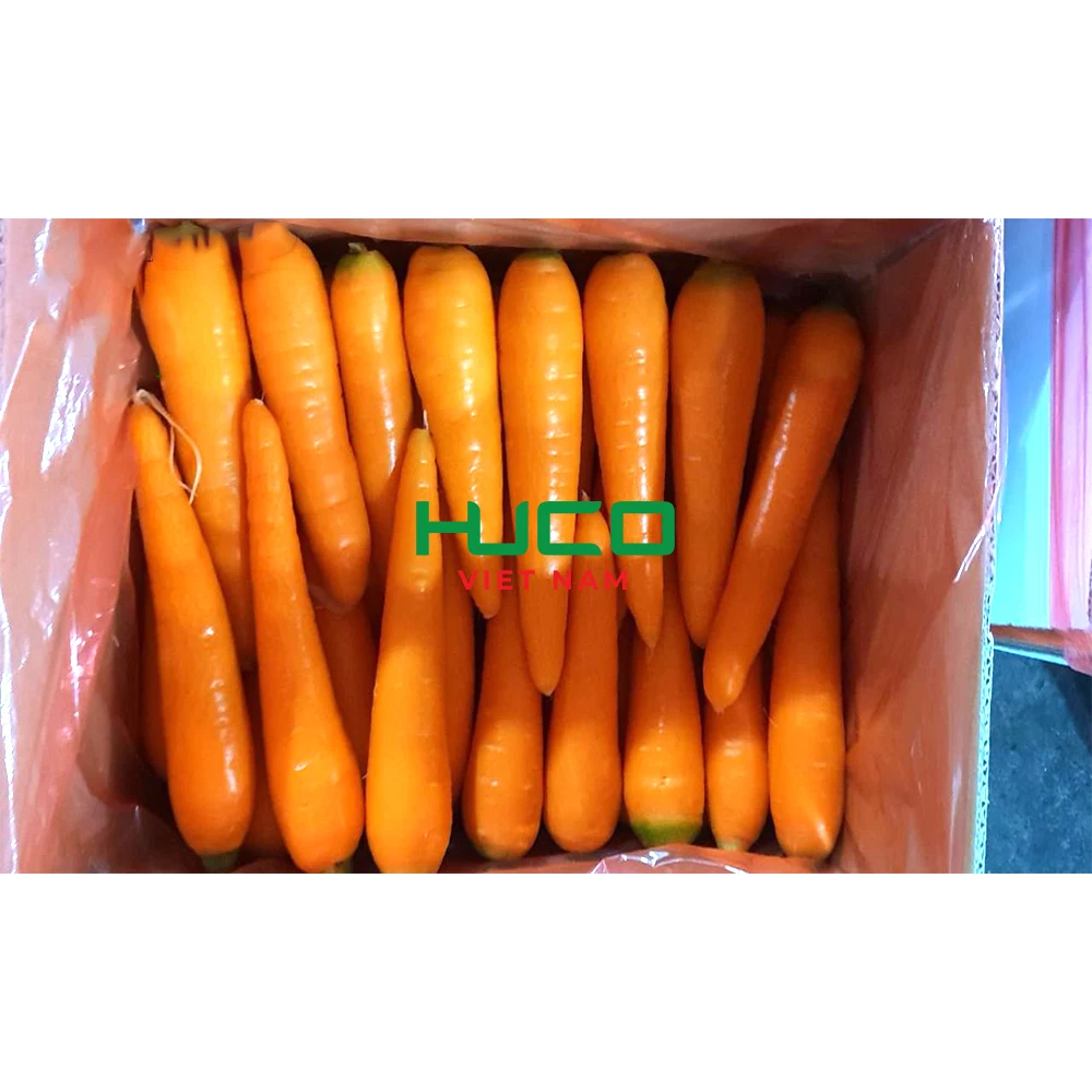 Selected quality fresh carrot 100-250 gram Vietnam factory export for export in bulk