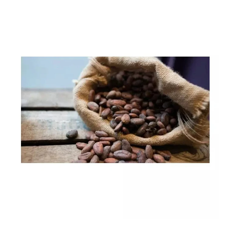 Best Quality Cocoa Beans For Sale In Cheap Price Wholesale Cocoa Beans