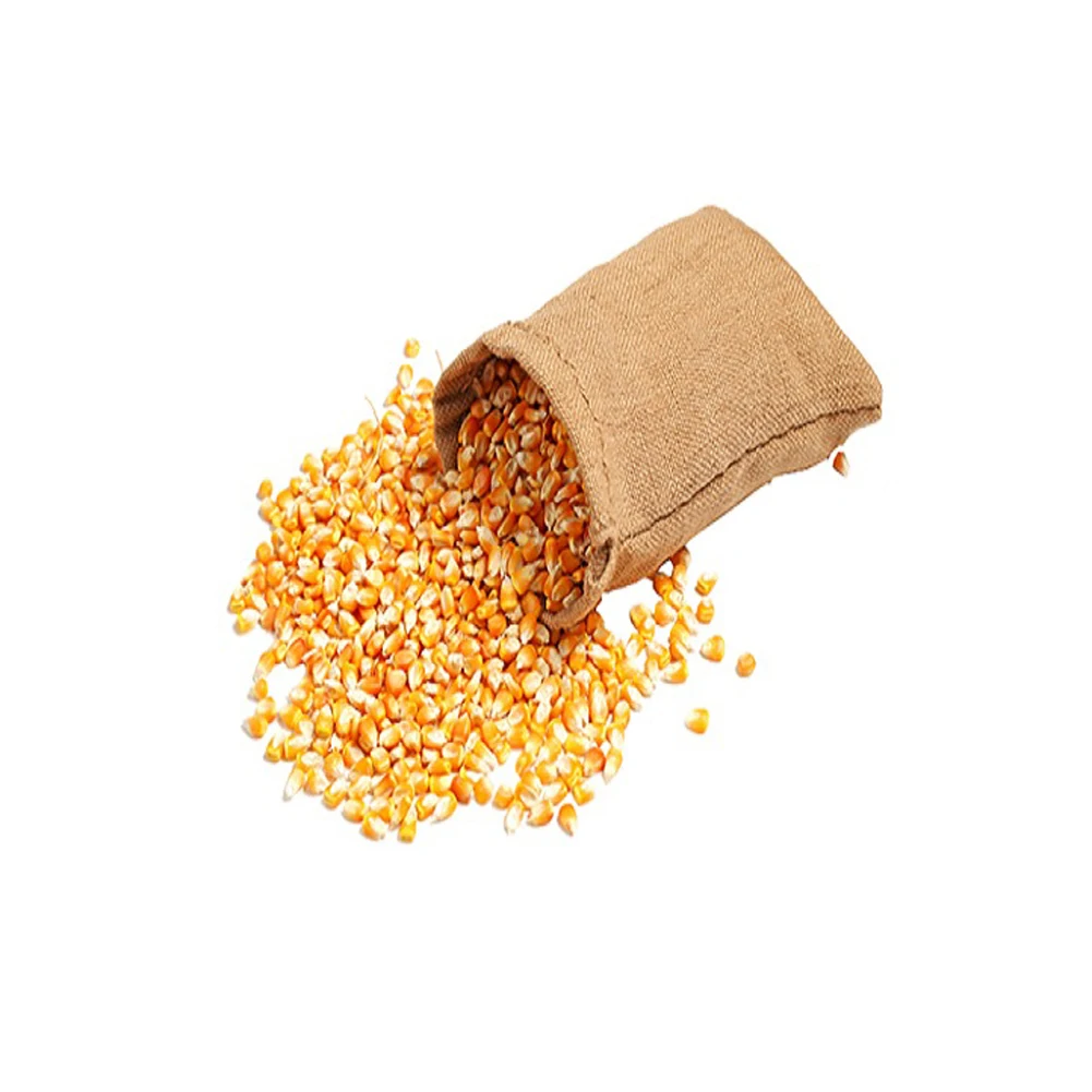 Yellow Corn/ White Corn/ Maize for Sale