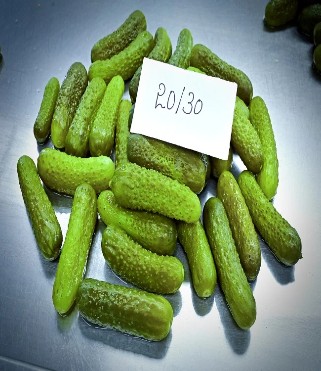 Quality  Cucumber/Gherkins Grade 6-9 CM /Cornichons/ Preserved in Acetic Acid in Barrels Best Indian Gherkins