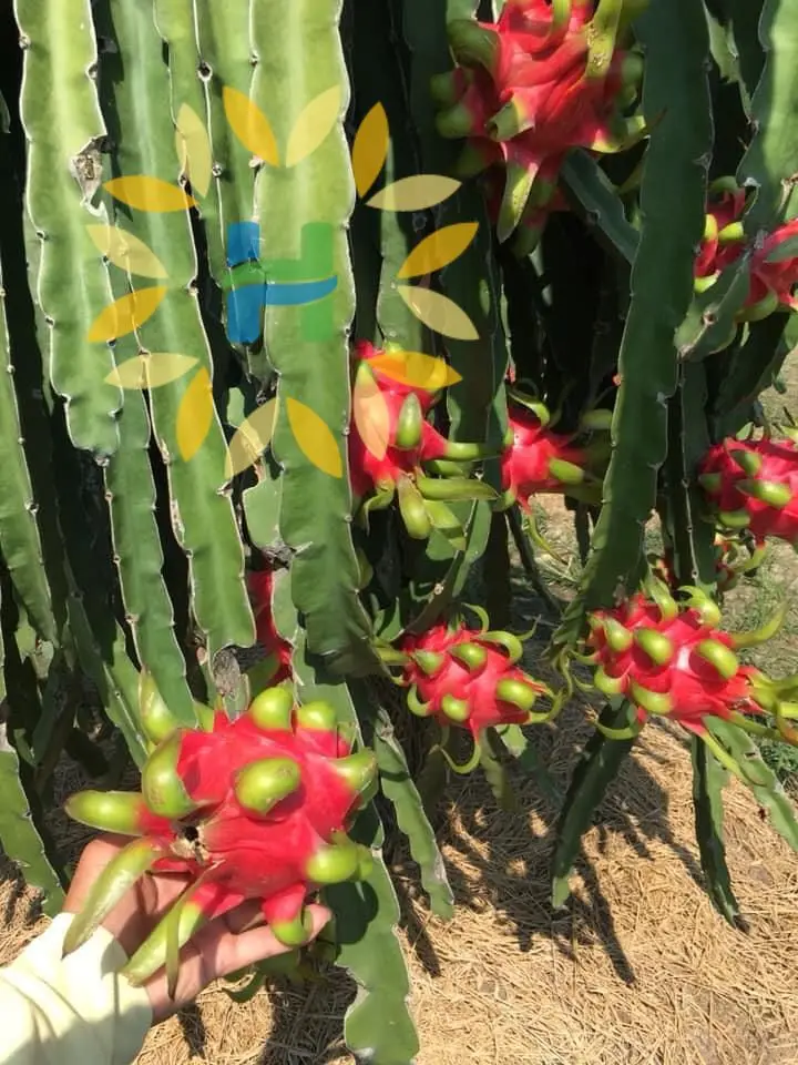 Hot Selling OEM Global Gap Certificate IQF Red Dragon Fruit Dice Water Preservation Process Frozen Pitaya Dices from Vietnam