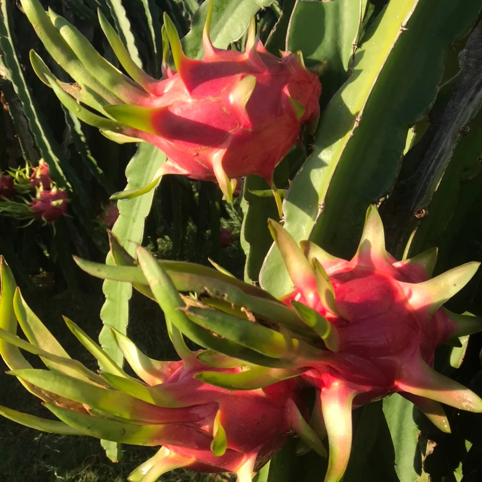 350-650 gram Dragon Fruit /For Export | Hoang Kim Vietnam import export company limited/ Contact Whatsapp +84365296868