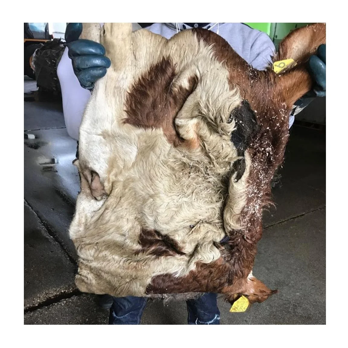 High Quality Cheap Wholesale Price Raw Wet Salted and Dried Cow Leather / Hides / Skins For sale