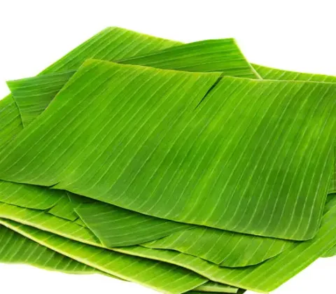 Best price fresh and frozen green tropical banana leaf cheapest price banana leaf made in Vietnam 2023