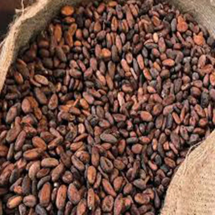 Quality Raw Dried Cocoa/High Quality Ghana  Cocoa Beans - Cacao Beans - Chocolate factory price