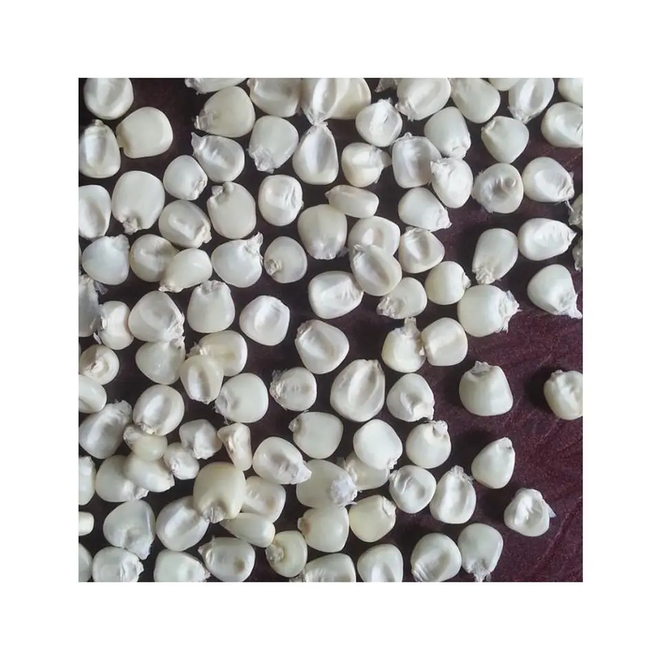 White Corn