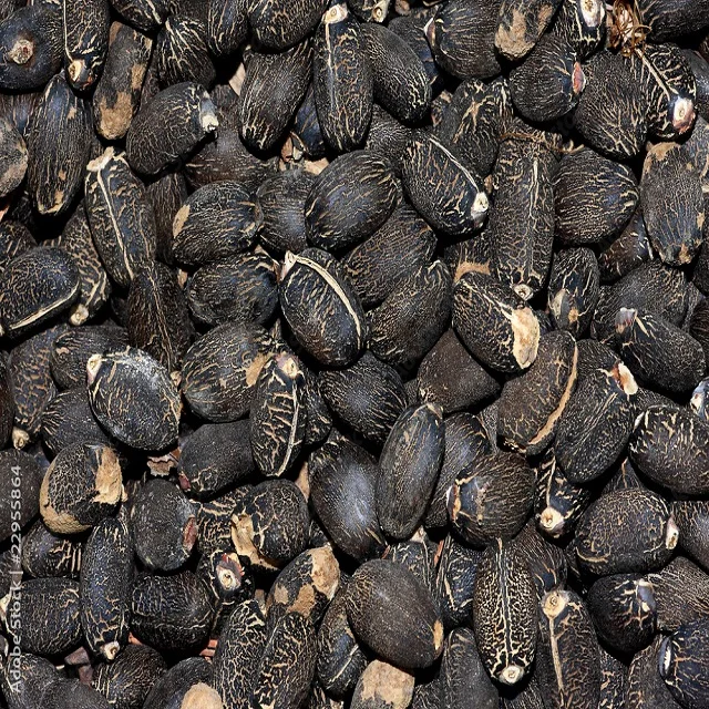 Purelyagro Jatropha Curcas (Physic Nut) Perennial Herb Plant