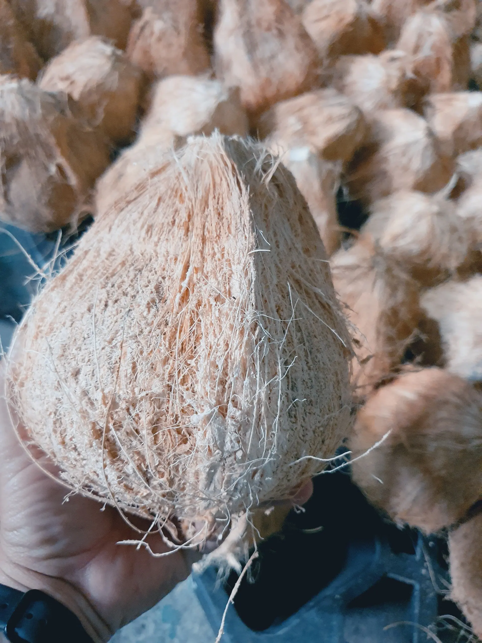 Vietnamese fresh coconut old coconut used for drinking or processing dishes carton or bag coconut