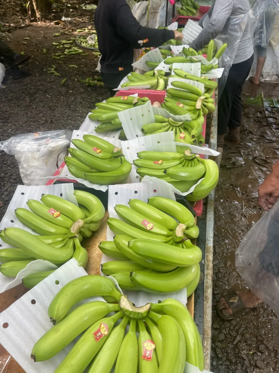 Premium Fresh Bananas, Naturally Sweet and Delicious, Ideal for Eating and Cooking, High-Quality Fruit, Bulk Purchase Available