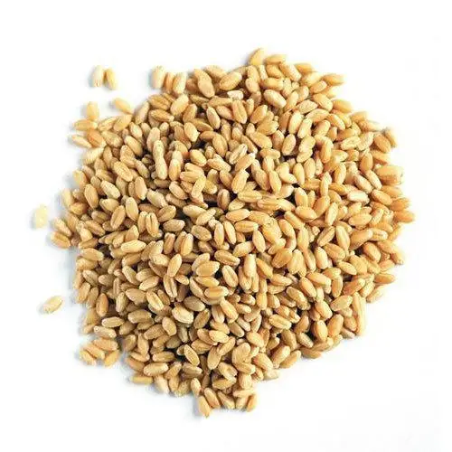 Зерно пшеницы оптом/Высококачественная пшеница, зерно для полного питания для продажи.