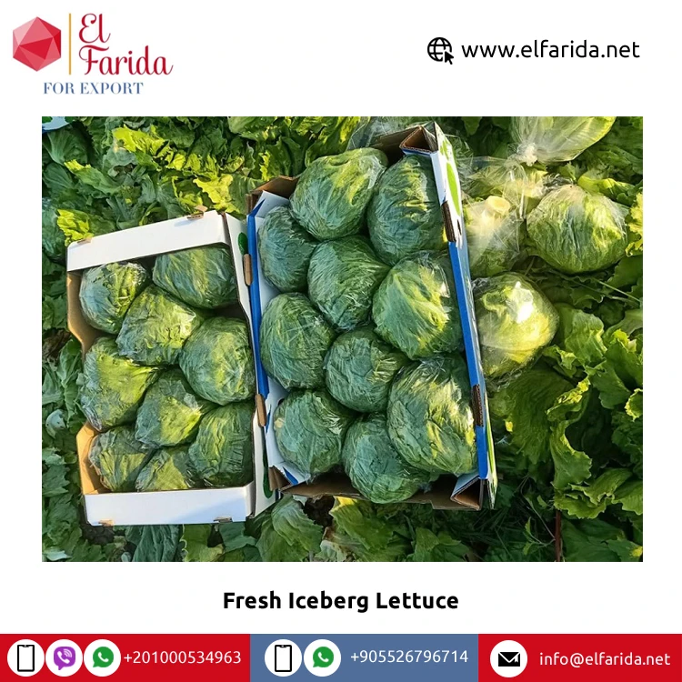 2022 Best Selling Export Quality 100% Natural Fresh Vegetables Iceberg Lettuce for Sale from Egypt at Bulk Price