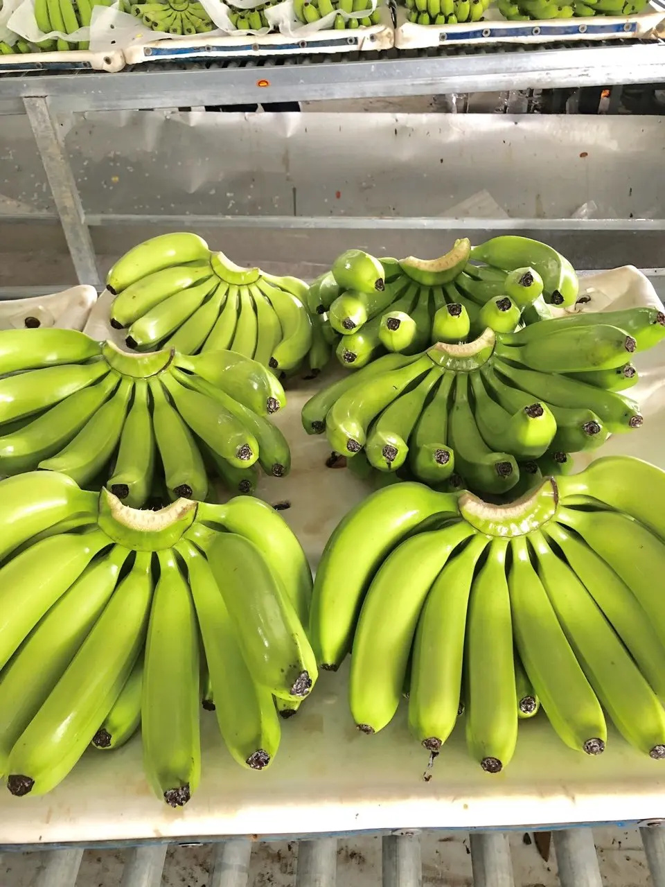 Best Product Vietnam Cavendish Bananas high quality