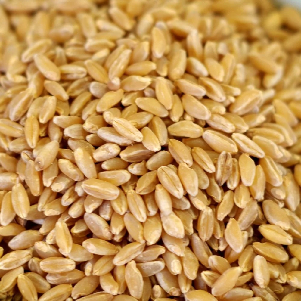 Wheat Grain in bulk / hight quality wheat, whole nutrition grain for export
