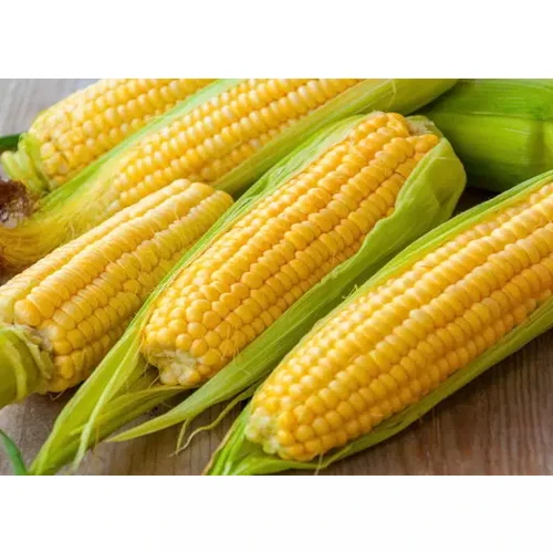 Самые продаваемые цены, высокое качество, супер свежесть и высокая сладость, Органическая кукуруза, поставка в производстве Bulks