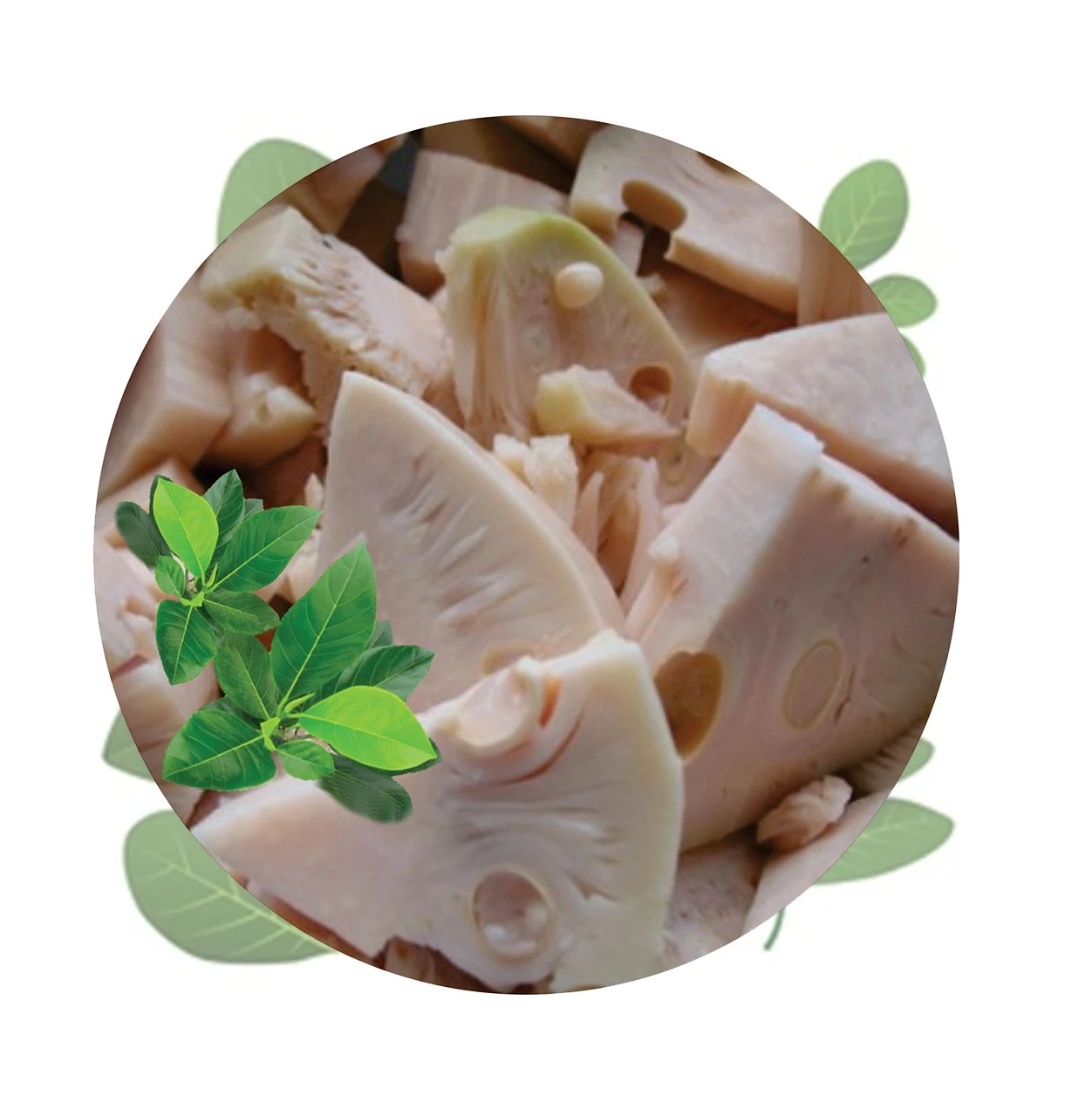 Summer Fruit Fresh Young Jackfruit Green Jackfruit Unripe Jackfruits High Standard Made From Vietnam