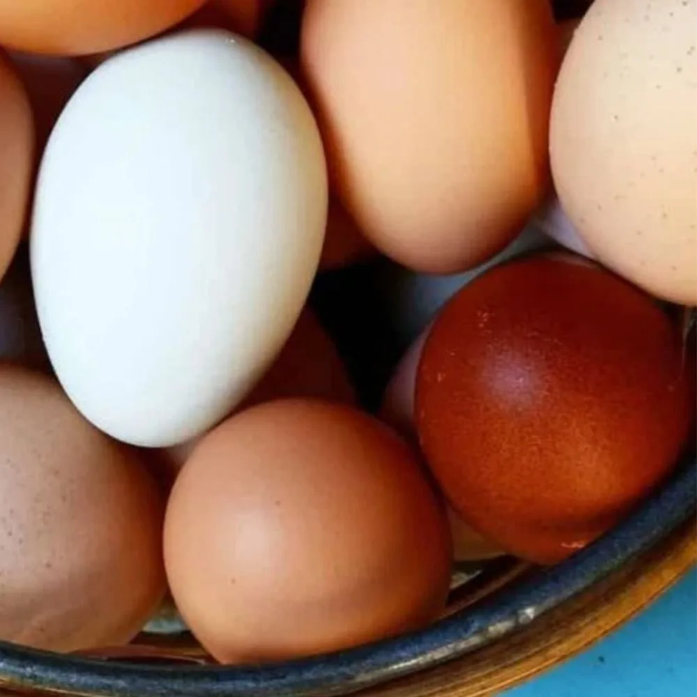 High Quality Wholesale Price Ostrich Eggs for Sale in Bulk