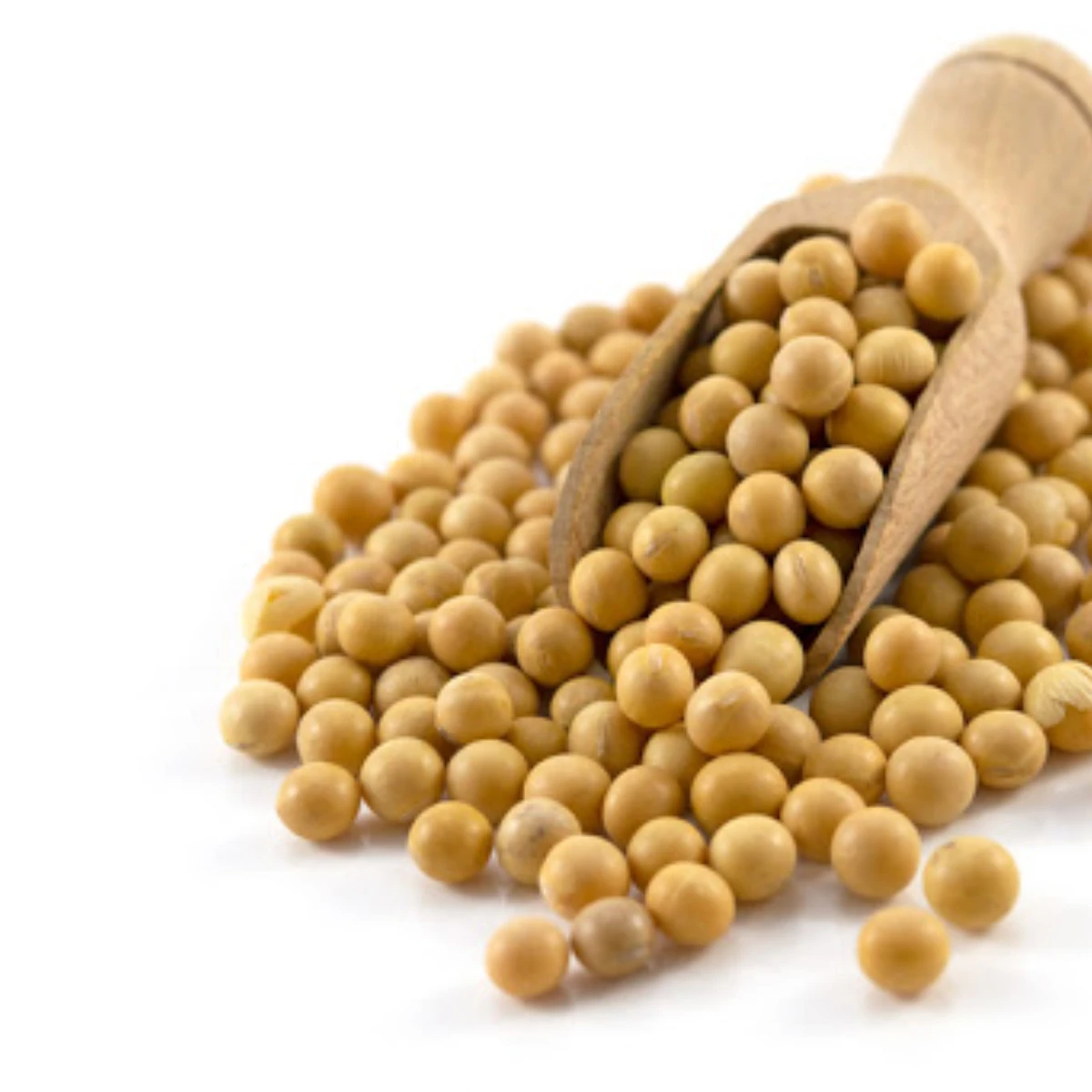 Non Gmo Soybeans / Soya Beans Seeds and Soya bean Seeds OEM High Quality Nut 100% Organic Soybean