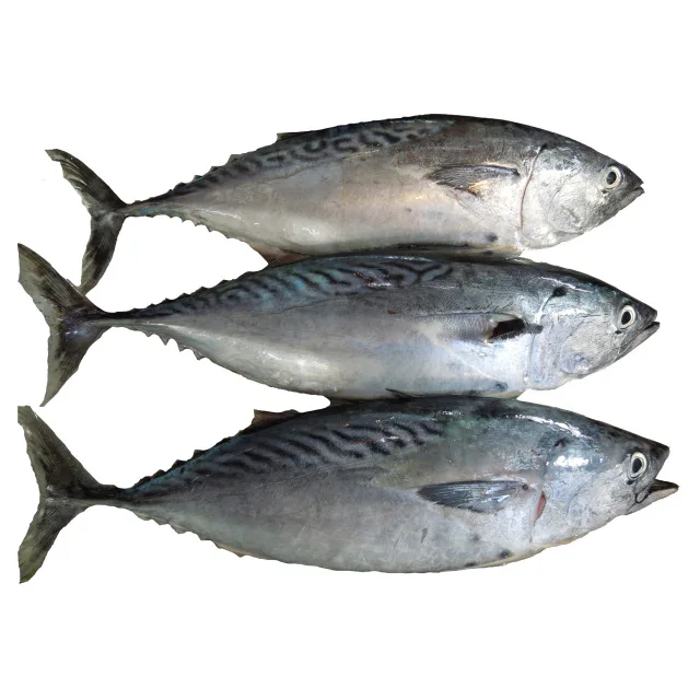 Frozen tuna Skipjack Tuna ,Bluefin Tuna for Sale