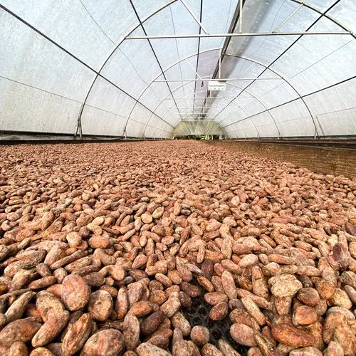 Certified Cocoa Beans and Nibs Original / Buy Good Quality Dried Grade A Cacao / Alkalized Chocolate Beans Powder