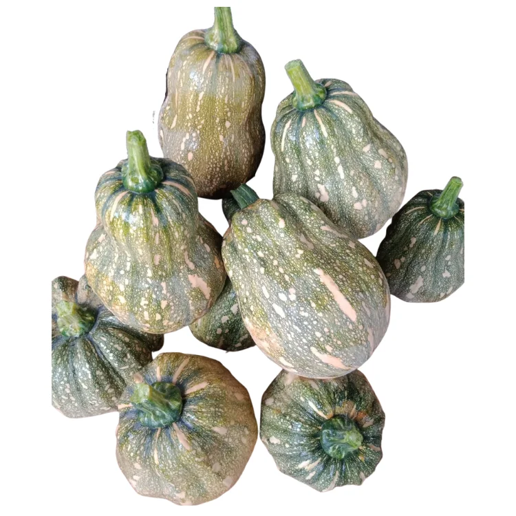 pumpkin fresh High Quality good taste using for food packing in carton from Vietnam Manufacturer