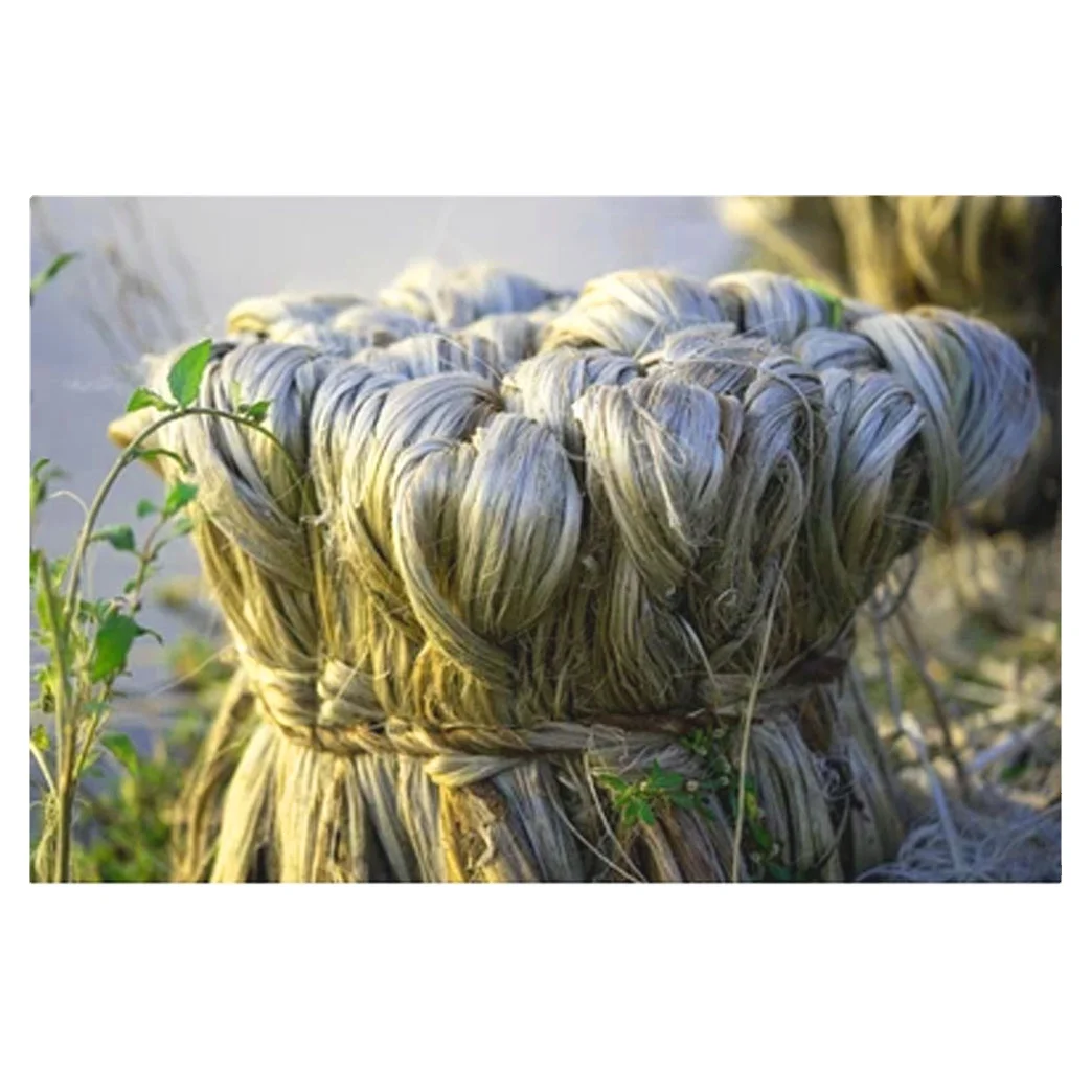 Exportable, оптовая продажа, самая низкая цена, сырье из джутового волокна Tossa Jute, чистый, высокое качество, поставка из Бангладеш 2023