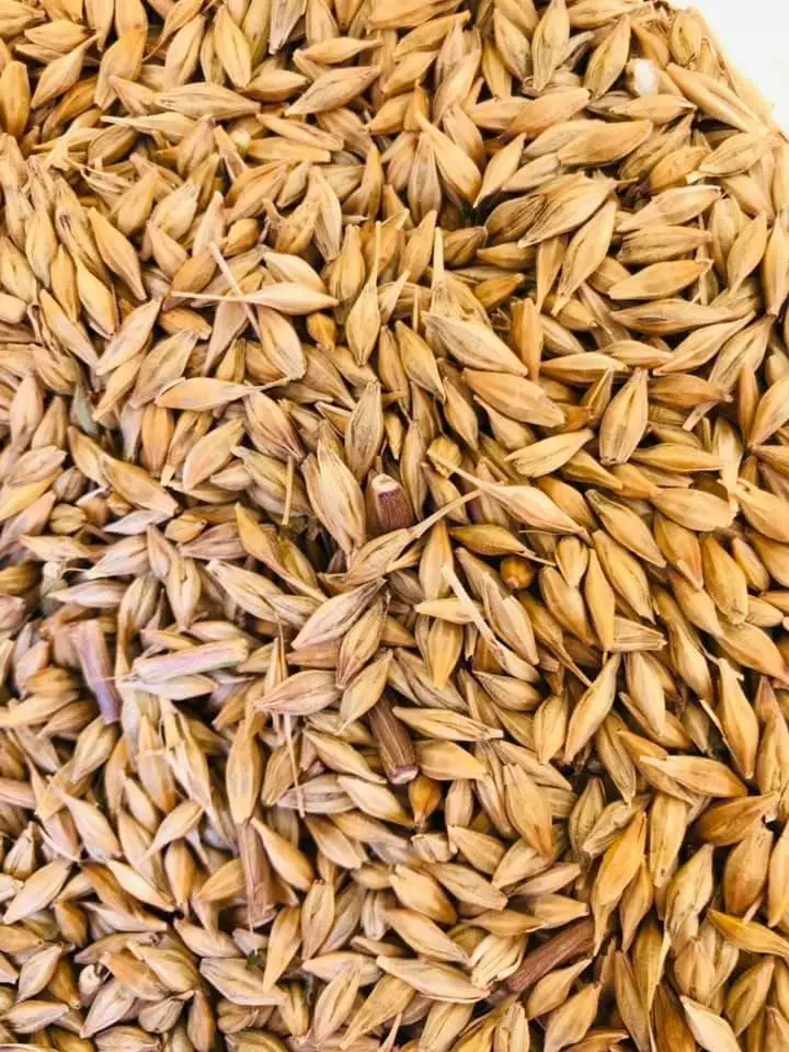 EU Manufacturer animal feed Wheat Bran for animal feed barley