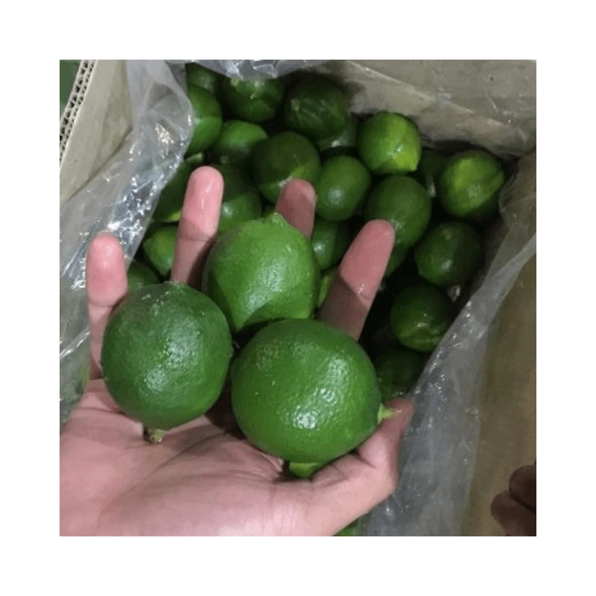 Good Quality Fresh Lemon/Fresh Green Seedless Lime and Lemons from Fresh Citrus Fruit with high quality and competitive price