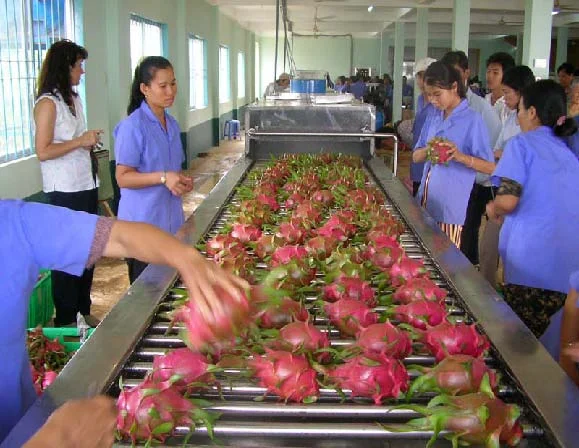 Ready to ship dragon fruit fruits fresh fruit Pitaya Anna