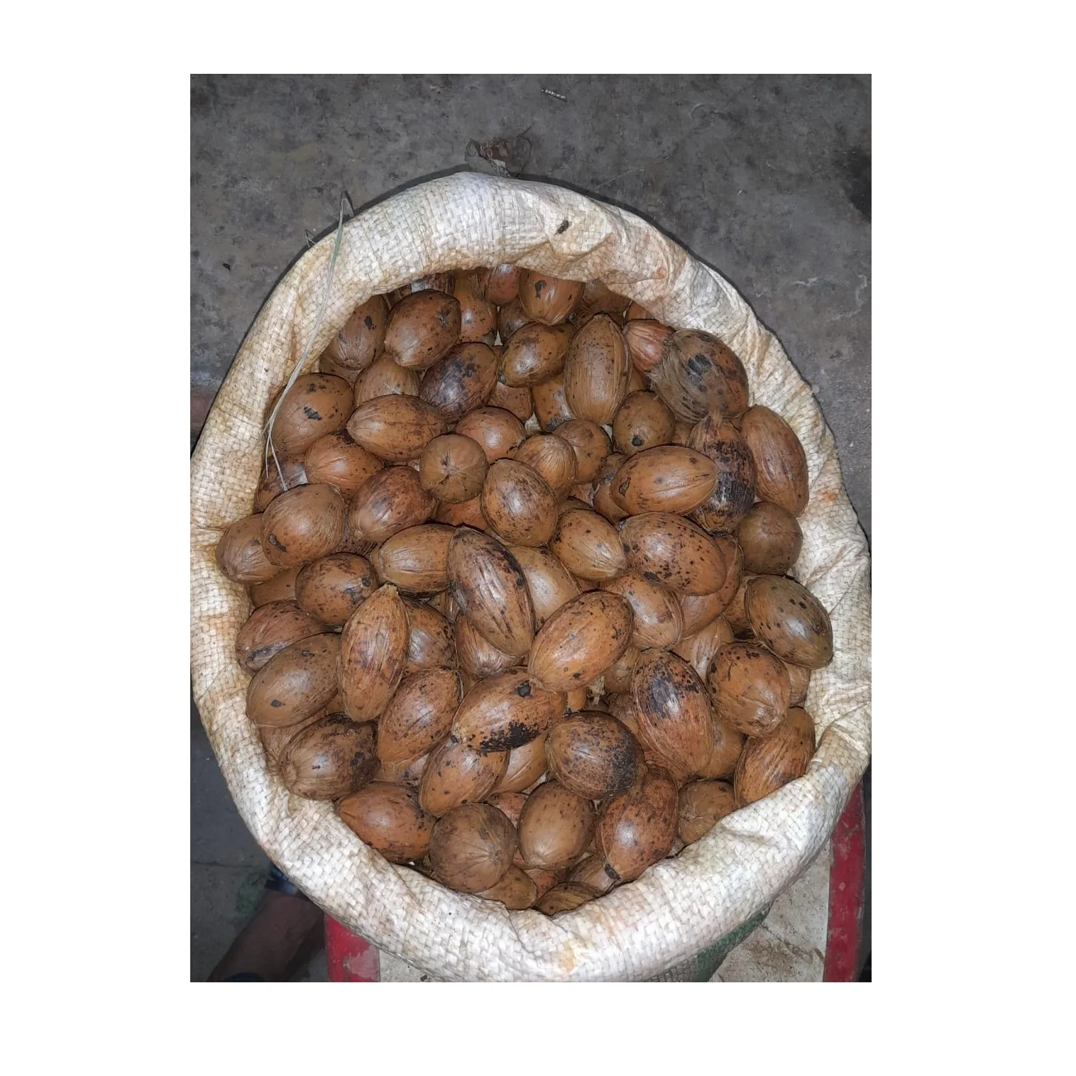 Оптовая продажа, низкая цена 100%, высокое качество, сушеные индонезийские орехи Betel, орехи Areca, экспорт из бангладеш