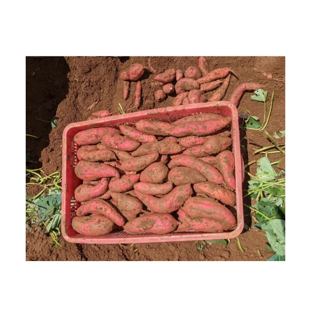 Конкурентоспособная цена, Вьетнам, сладкий картофель, новый сезон сбора урожая, свежий, Индивидуальный размер, оранжевый, высшее качество, бестселлер, оптовая продажа