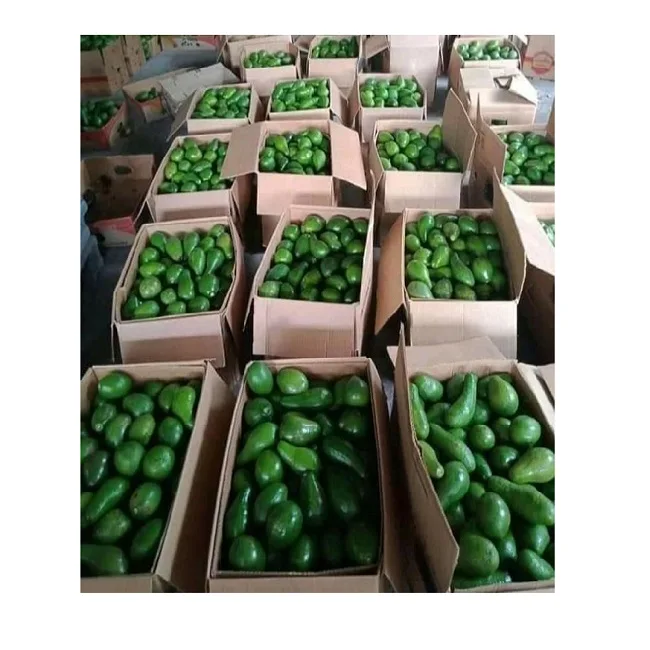 FRESH AVOCADO FRUIT
