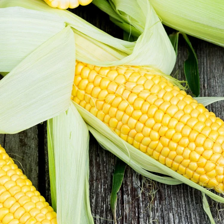 Wholesale High Quality Standard Grade GMO Yellow Corn / Maize for Human Consumption