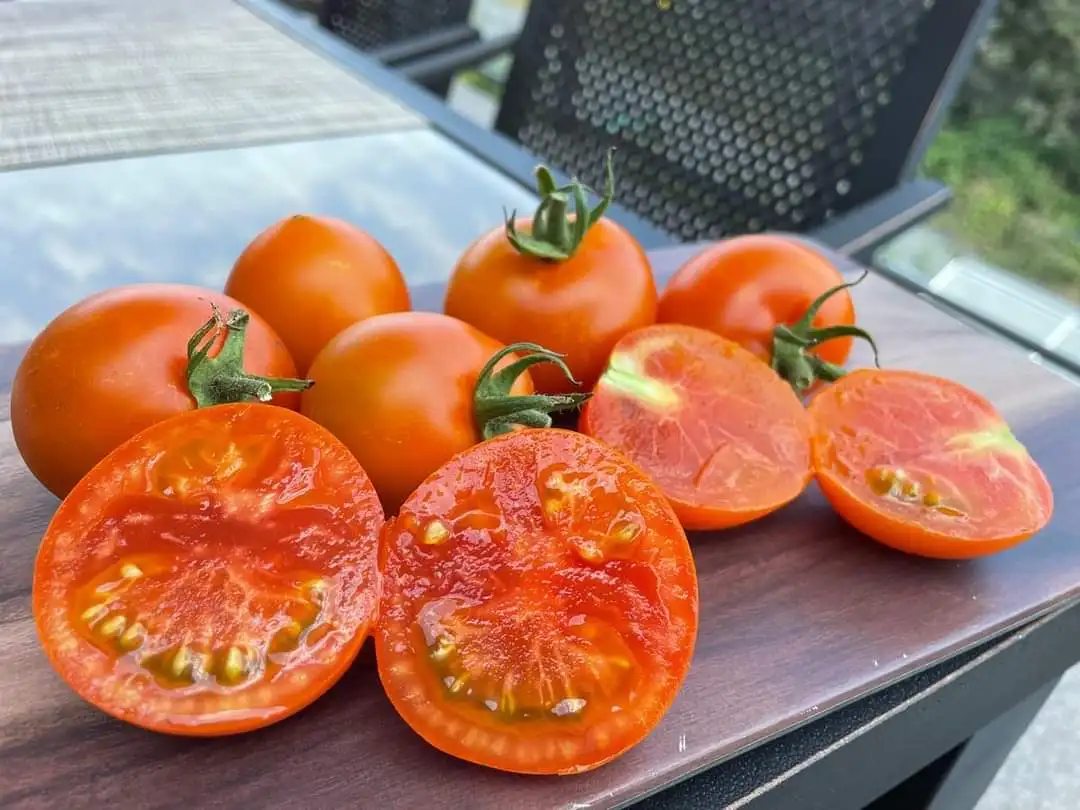 Rich sweetness premium tomato export fresh fruits and vegetables