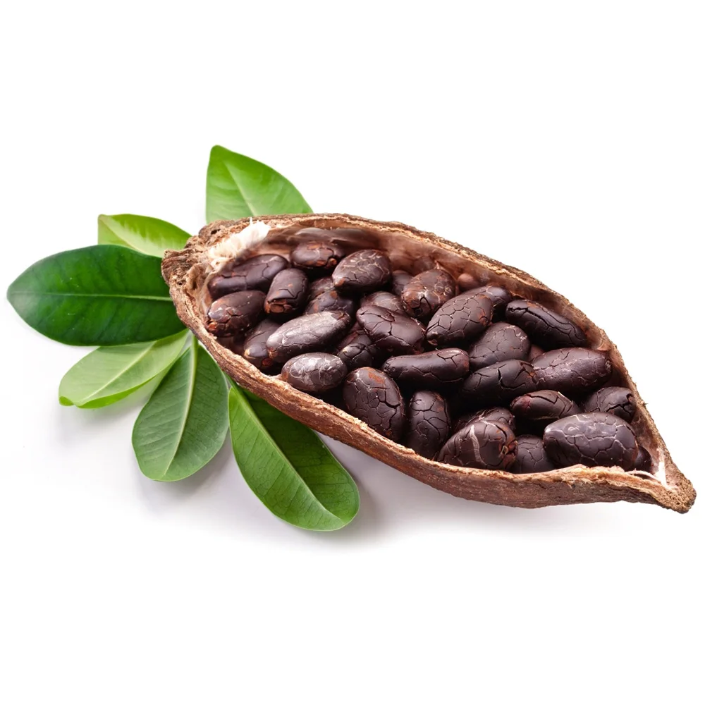 100% Organic Cacao Beans /Sundried Criollo Cocoa Beans / High Grade Dried Raw Organic Cocoa Beans
