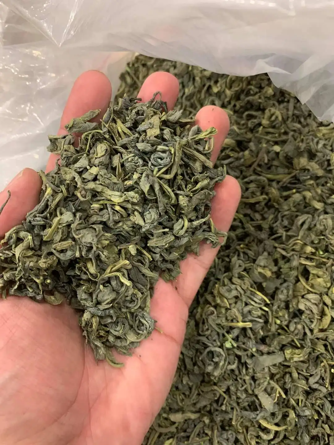Vietnam OP green tea good price for sale  green tea new crop 2022