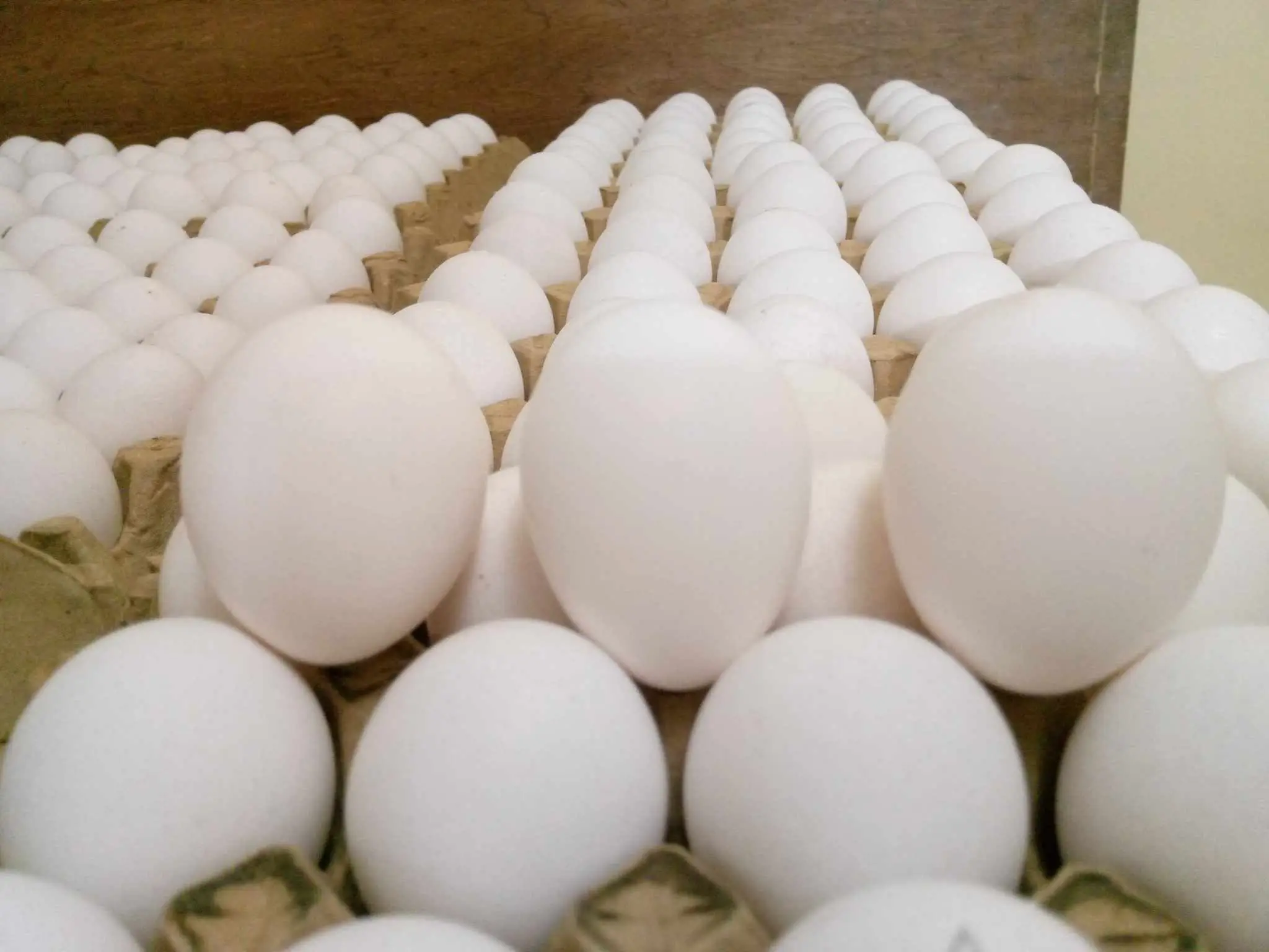 Organic Farm-Fresh White Shell Chicken Fertilized Hatching Eggs Table Fresh Preserved
