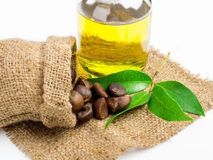 Top Quality Camellia Organic Oil wholesales