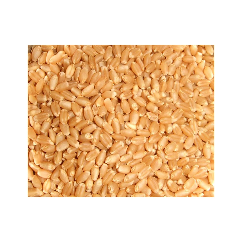 Wheat grain for sale in bulk