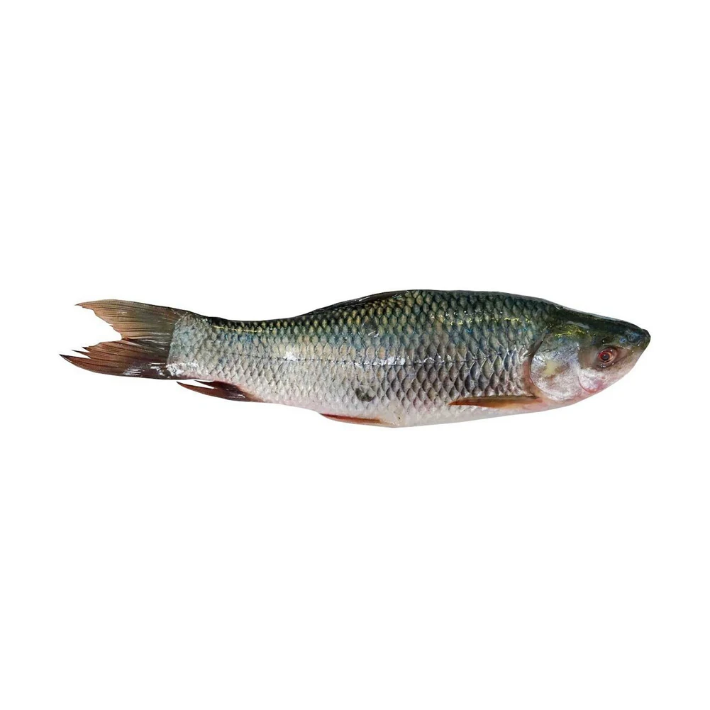 Frozen Fresh ROHU Fish prices wholesale