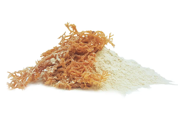 PREMIUM QUALITY FOOD-GRADE CARRAGEENAN POWDER from SEA MOSS  FOR THICKENING AND STABILIZING- IN VIETNAM